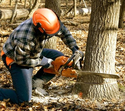 Tree Removal in Lucama, NC